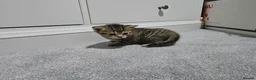 Mixed Breed cats for sale: British Shorthair mix kittens  - Advert 24