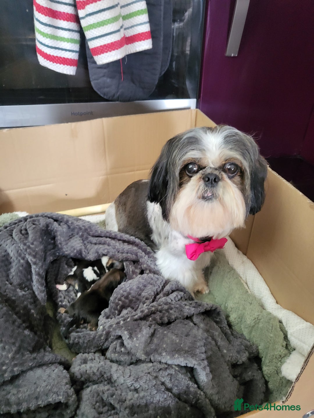 Shih Tzu dogs for sale: Baby shih  tzu puppies - Image 1