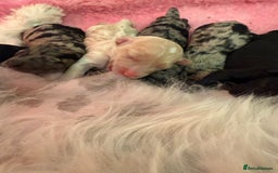 Sproodle dogs for sale: Stunning F2b Sproodle Puppies  - Image 3