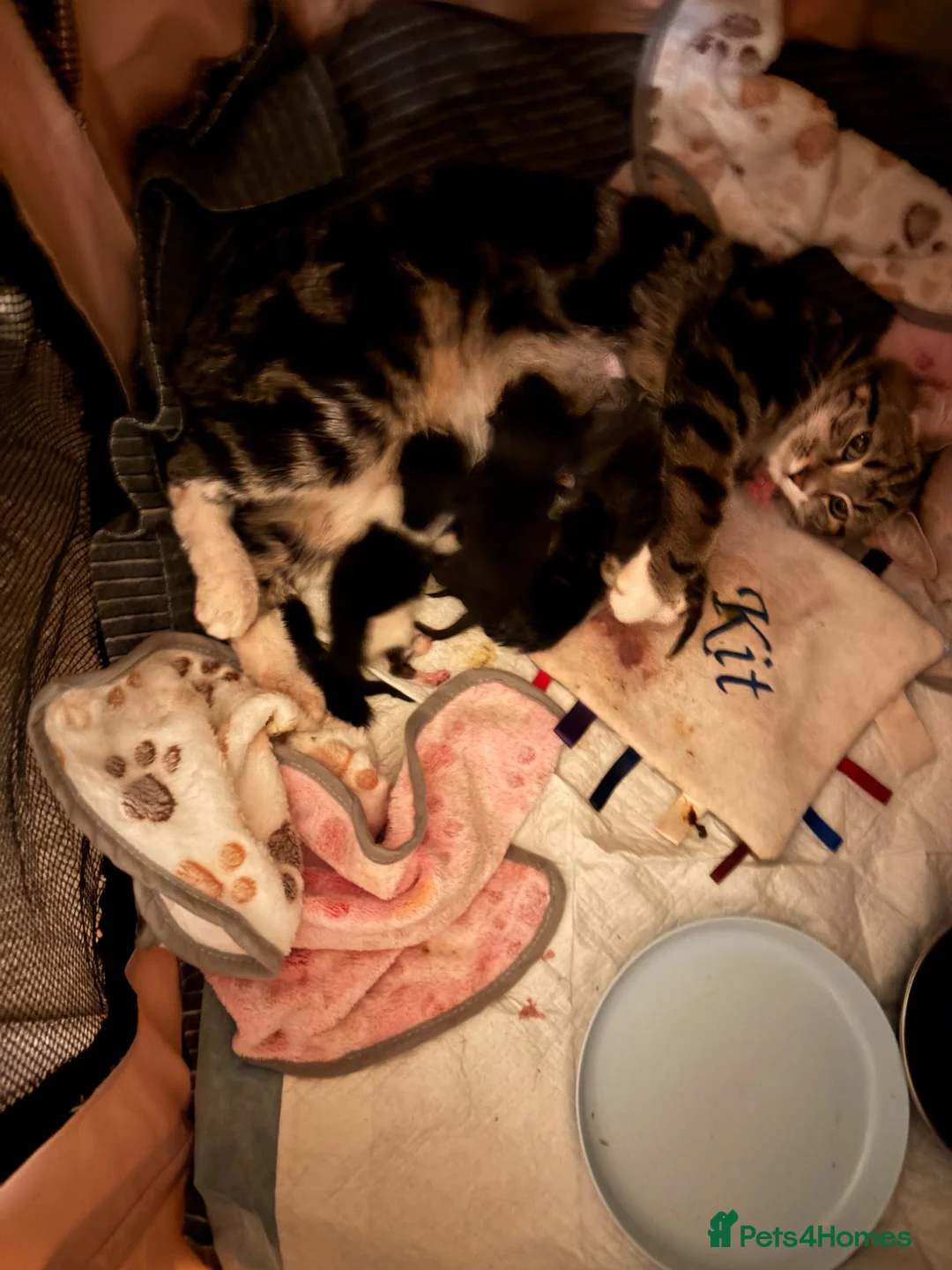 Mixed Breed cats for sale: Rumi’s Kittens in Didcot - Advert 2