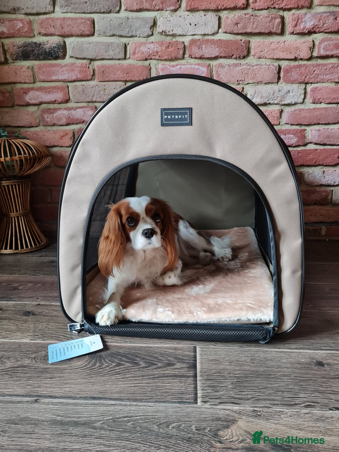 Cavalier King Charles Spaniel dogs for sale: Cavalier King Charles Spaniel 3 x puppies - Advert 7