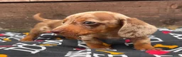 Dachshund dogs for sale: 6 wonderful dachshund puppies ready for new home  - Advert 3