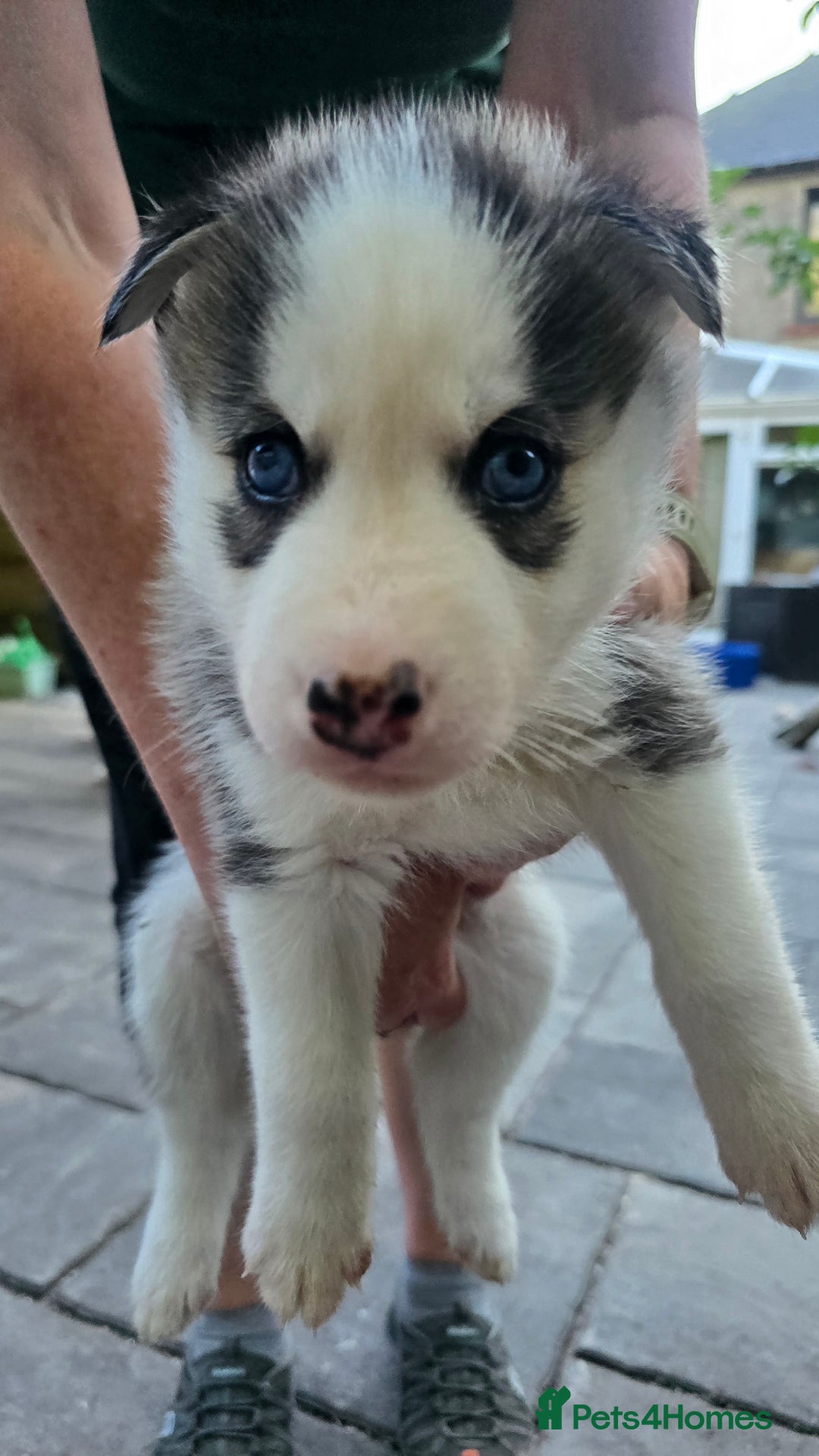 Siberian Husky dogs for sale: Siberian husky pups  - Image 4