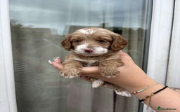Mixed Breed dogs for sale: Bedlington terrier poodle mixed with a cockerpoo - Image 6