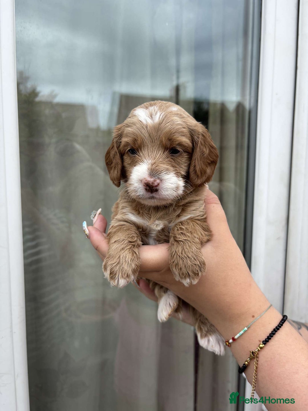 Mixed Breed dogs for sale: Bedlington terrier poodle mixed with a cockerpoo - Image 6