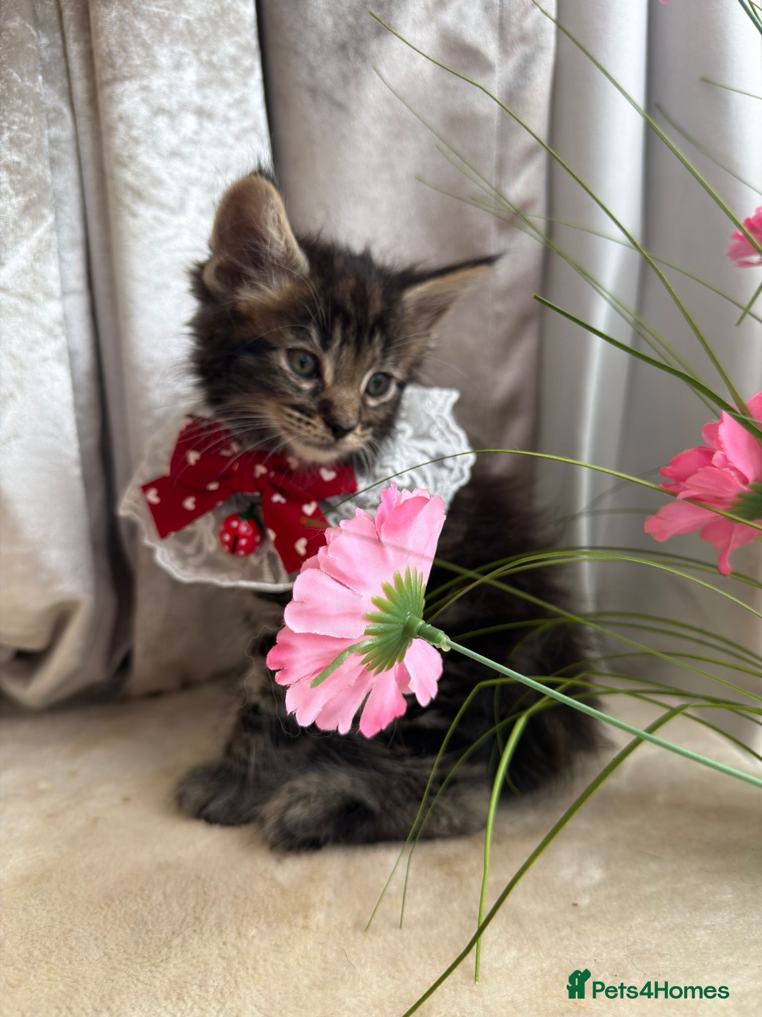 Maine Coon cats Maincoon Kittens ready to find new home  - Advert 18