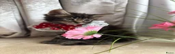 Maine Coon cats for sale: Maincoon Kittens ready to find new home  - Advert 23