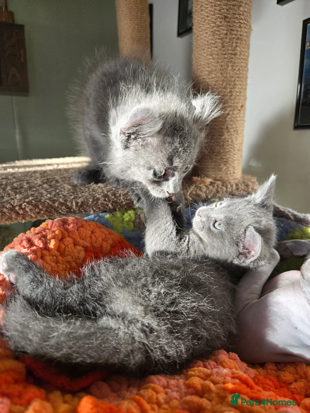 American Curl cats for sale: Rare American Curl‑Type Grey Kitten –  Ready Now  - Advert 2