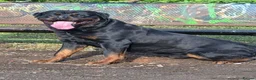 Rottweiler dogs for stud: Rottweiler for stud only  - Advert 2