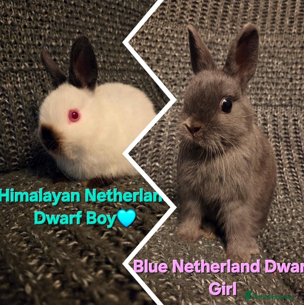 Netherland Dwarf rabbits Himalayan Netherland Dwarf BOY & Blue GIRL - Advert 1