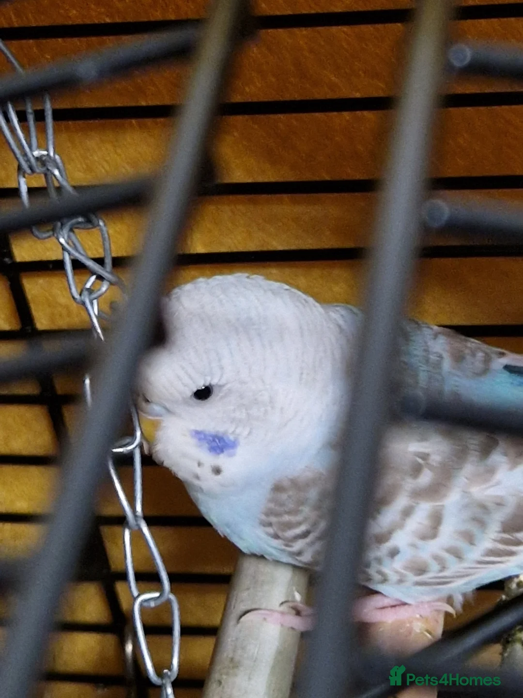 Budgerigars birds for sale: 2 Talkative blue and white budgies - Advert 4