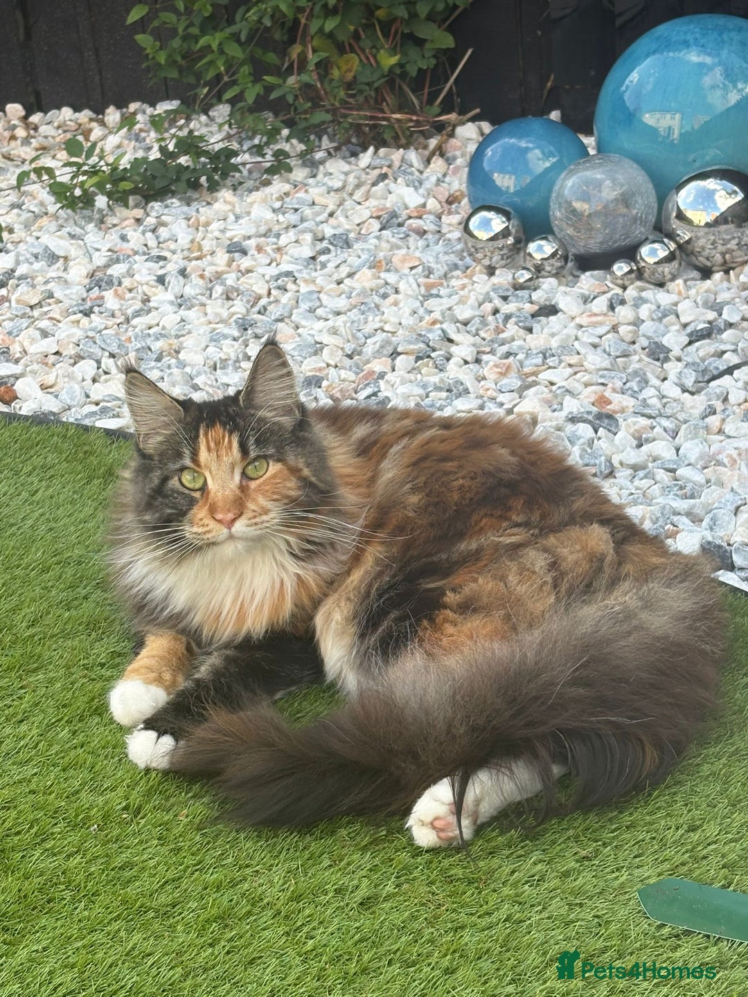 Maine Coon cats for sale: Maine Coon Kittens READY NOW - Image 9