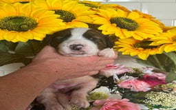 Saint Bernard dogs for sale: F1 st doodles puppies for sale - Image 6