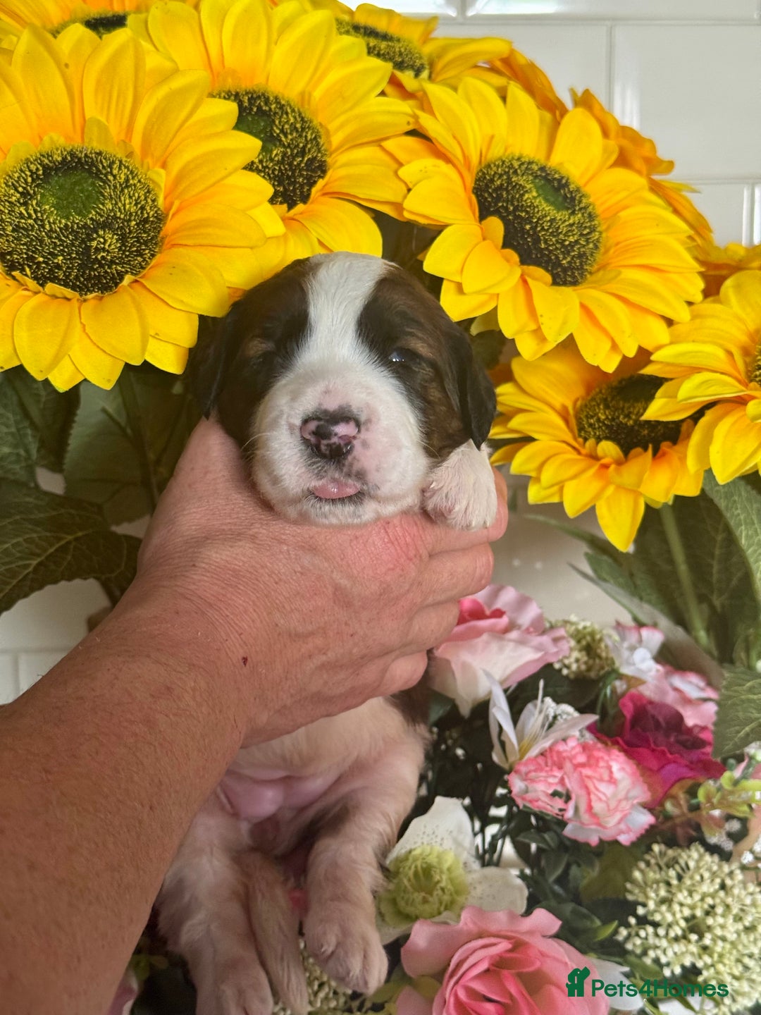 Saint Bernard dogs for sale: F1 st doodles puppies for sale - Image 6