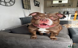 American Bulldog dogs for sale: 1 year old micro bulldog for sale - Image 1