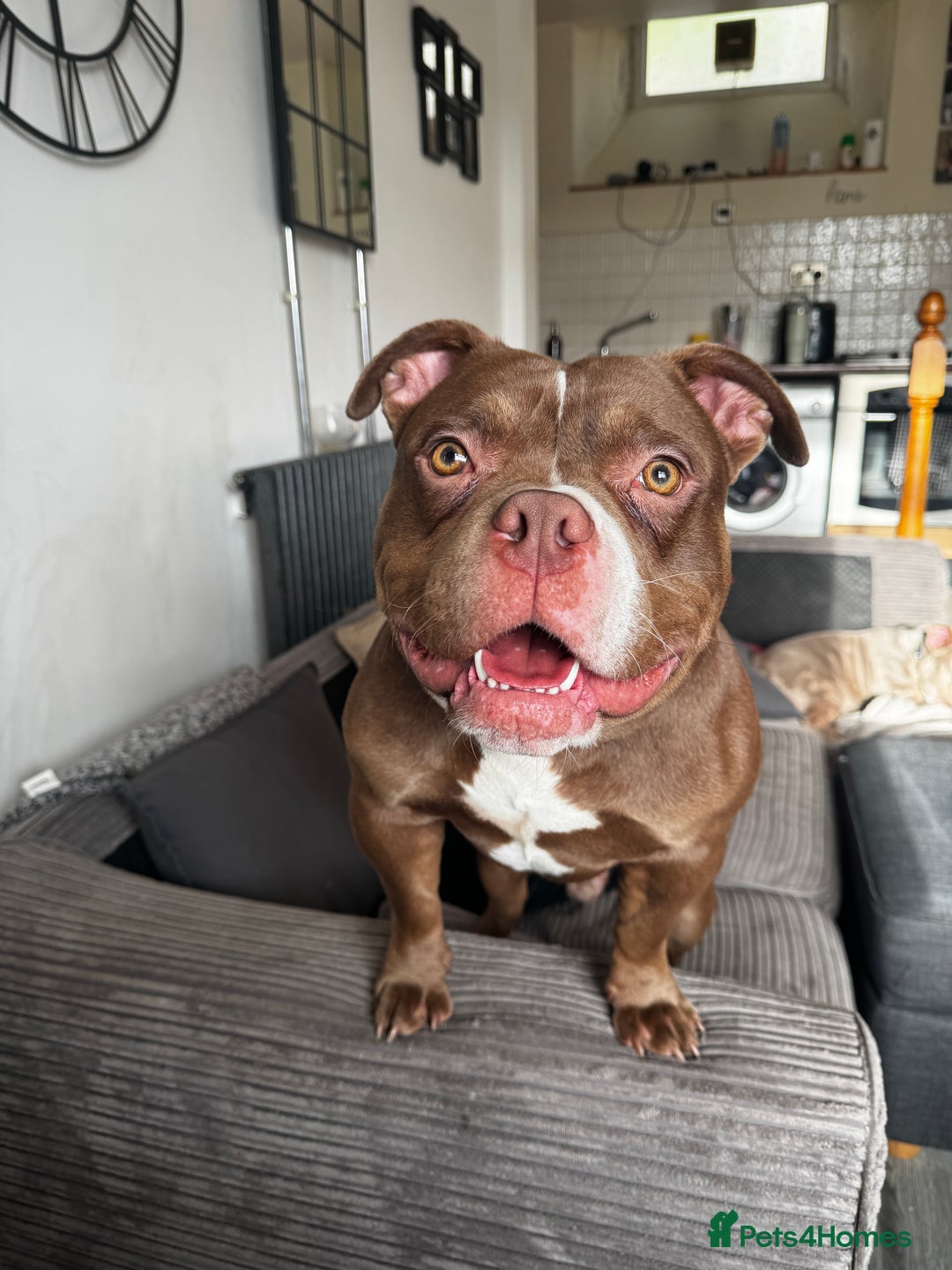 American Bulldog dogs for sale: 1 year old micro bulldog for sale - Image 1
