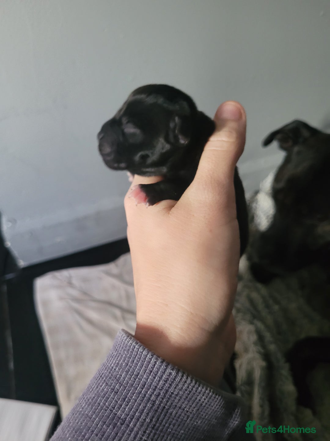 Mixed Breed dogs for sale: Staffie cross mastiff  - Image 4
