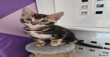 Bengal cats - Advert 9