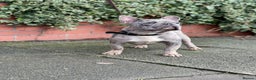 French Bulldog dogs for stud: Proven blue merle stud available  - Advert 3
