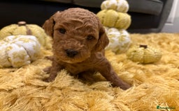 Cavapoo dogs for sale: Adorable Toy Cavapoo puppies ready on 3rd November - Image 22