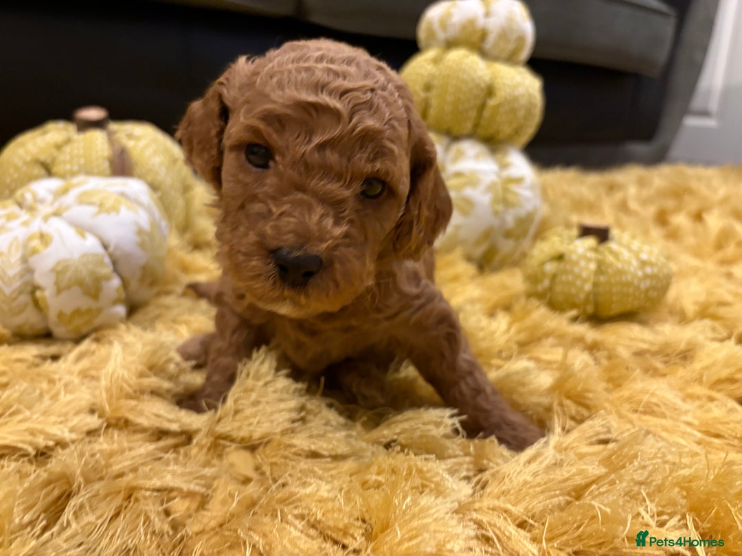 Cavapoo dogs for sale: Adorable Toy Cavapoo puppies ready on 3rd November - Image 22