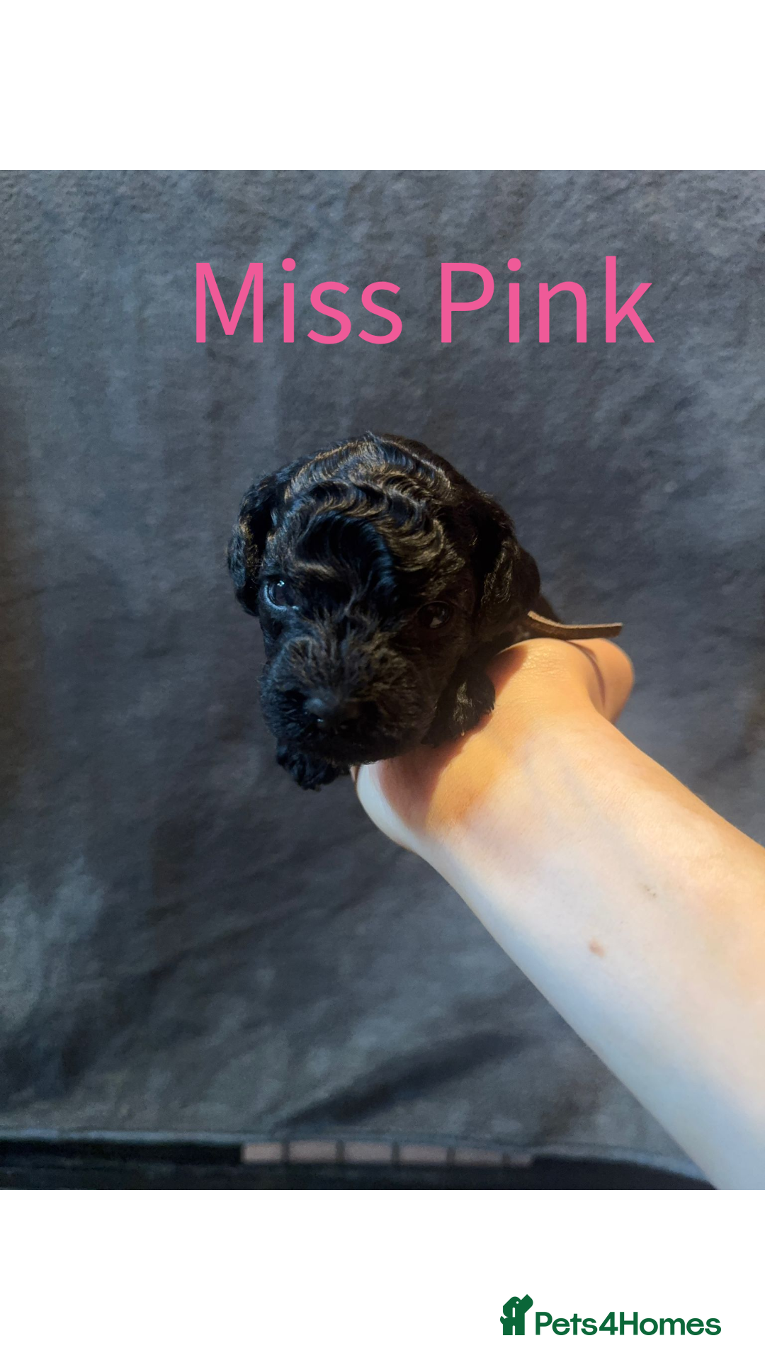 Australian Labradoodle dogs for sale: Extensively health tested Austrailian Labradoodles - Advert 10