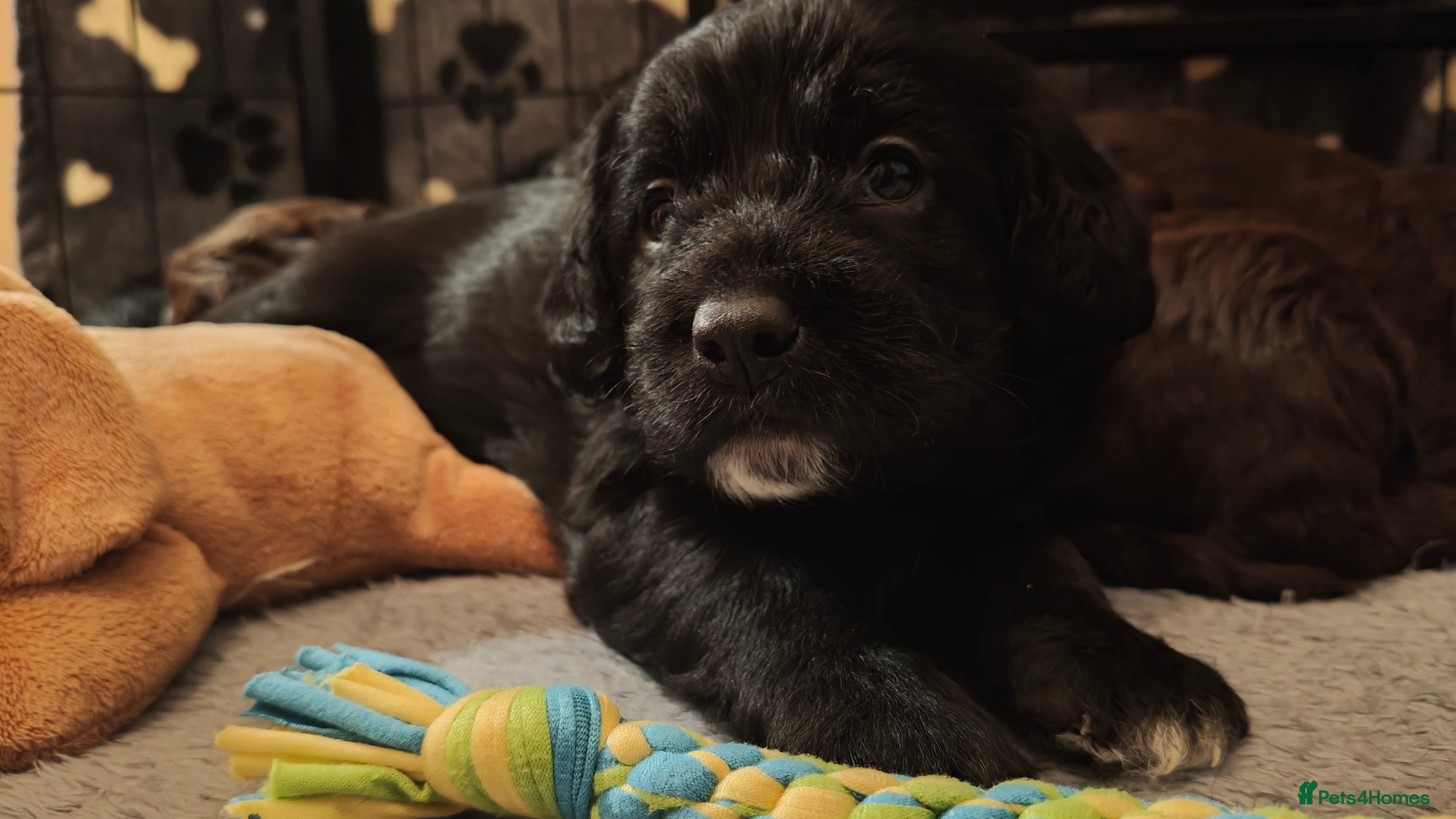 Mixed Breed dogs ✨DNA-Clear Australian Labradoodles✨ - Advert 5