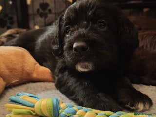 Mixed Breed dogs ✨DNA-Clear Australian Labradoodles✨ - Advert 5