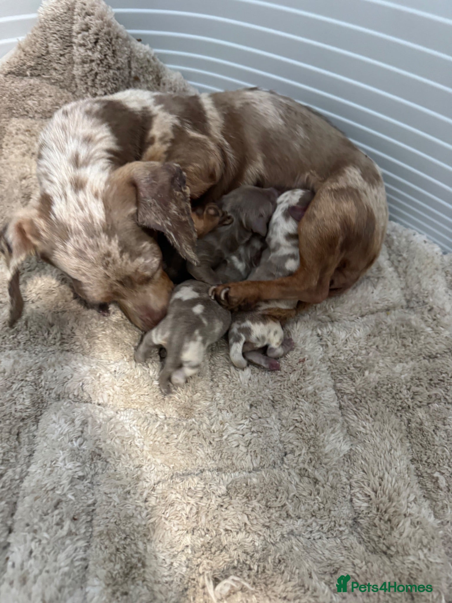 Miniature Dachshund dogs Kc registered miniature dashhound long haired  - Advert 2