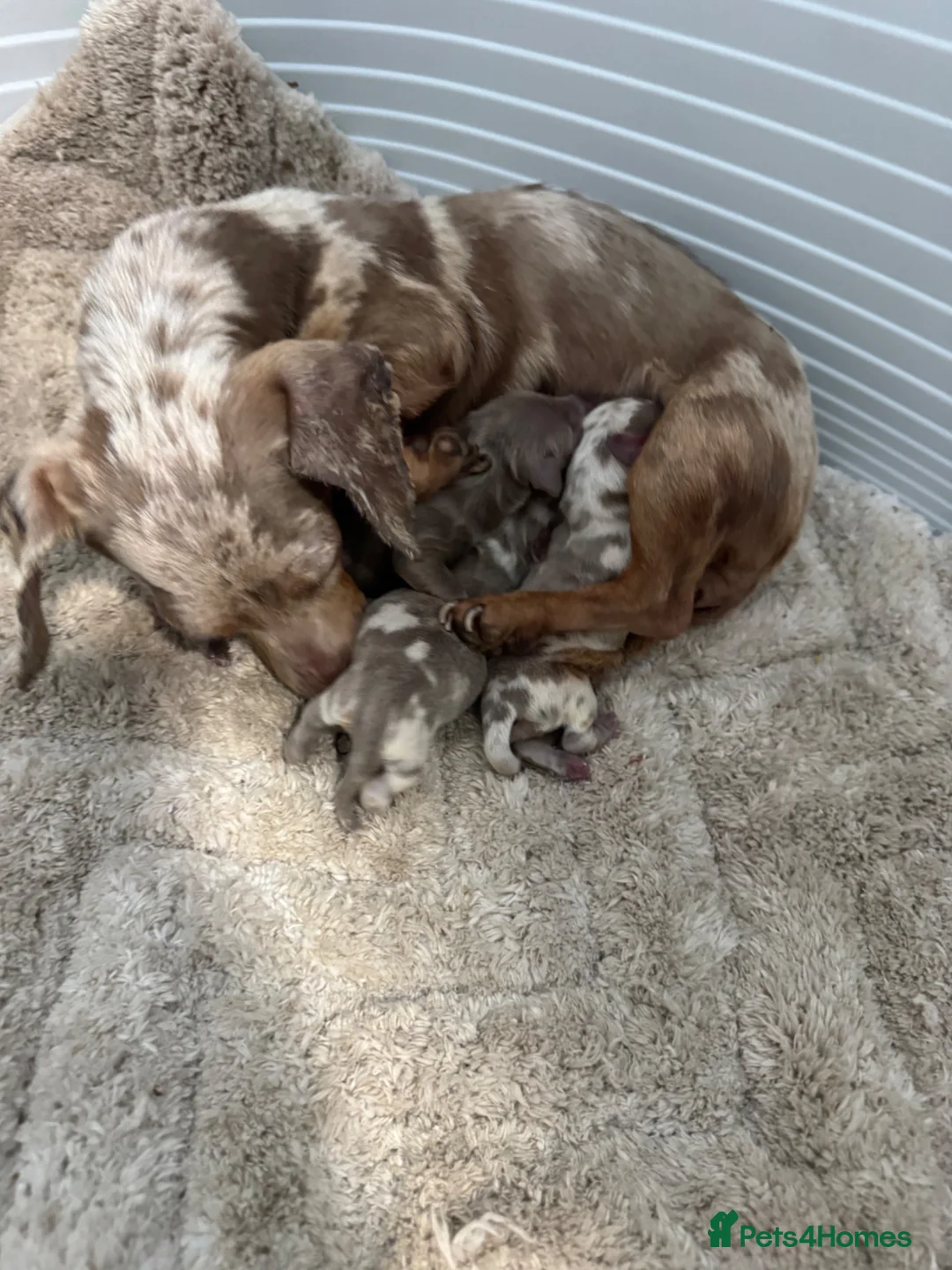 Miniature Dachshund dogs for sale: Kc registered miniature dashhound long haired  - Advert 2