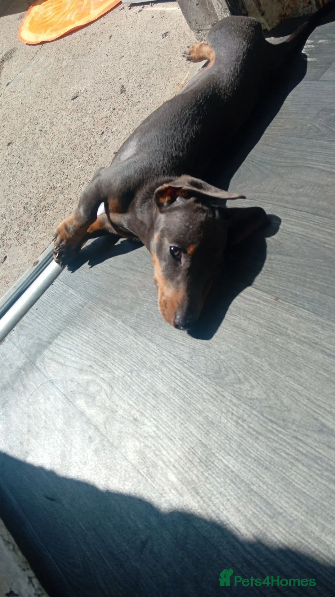 Dachshund dogs for sale: Miniature dachshund  in Blaydon-on-Tyne - Advert 2
