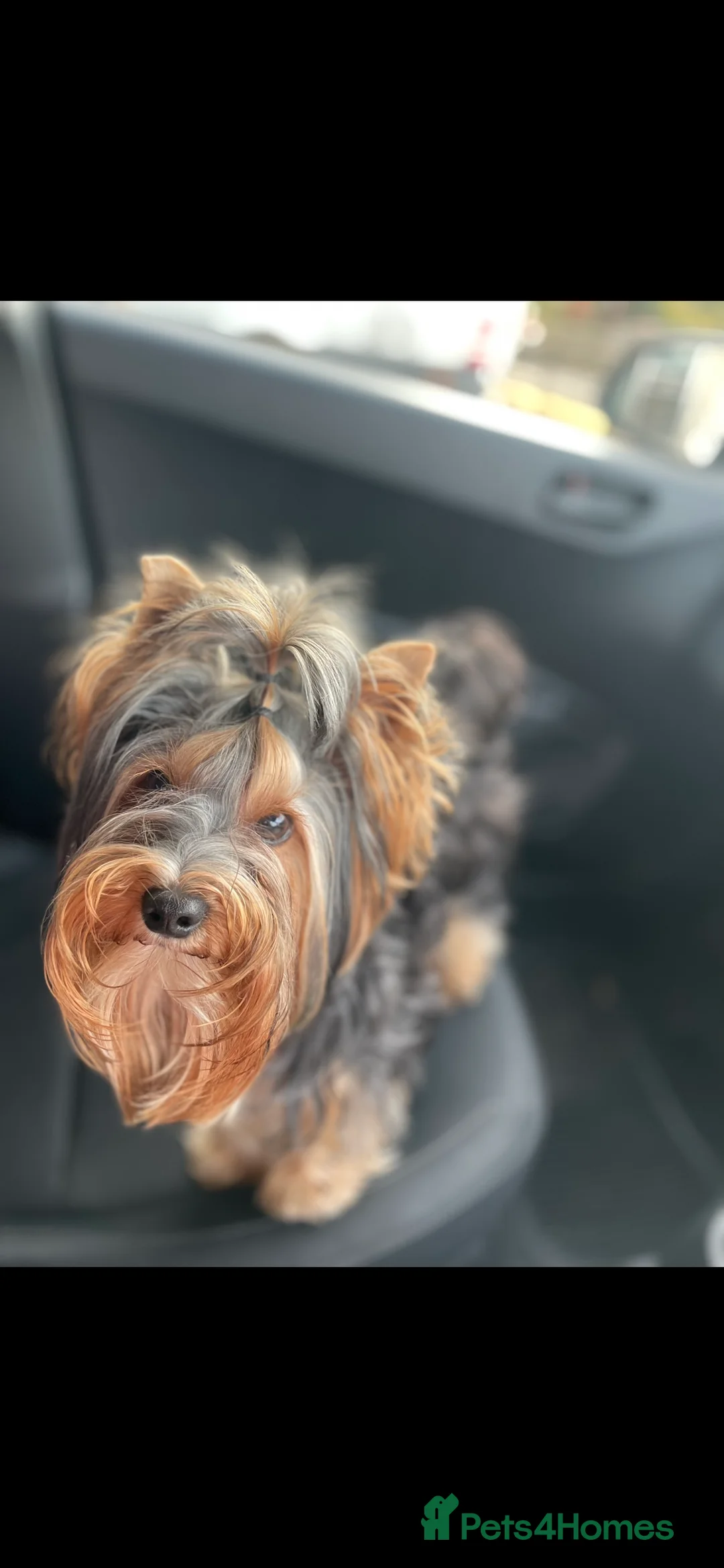 Yorkshire Terrier dogs for stud: Mini Yorkshire terrier for stud  - Advert 2