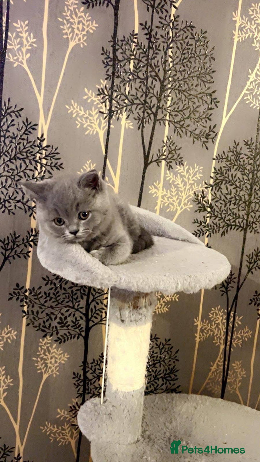 British Shorthair cats for sale: BSH GCCf kittens 1 male 1 female - Image 4