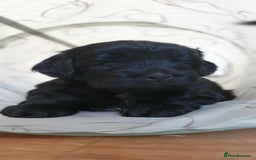 Australian Labradoodle dogs for sale: Health-tested Australian Labradoodle puppies - Image 10