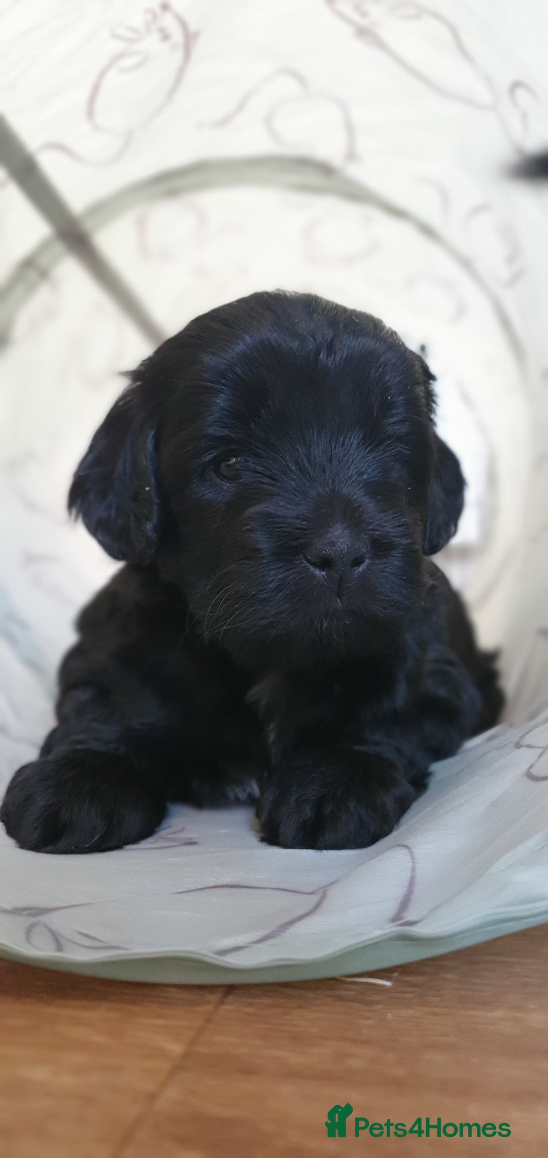 Australian Labradoodle dogs for sale: Health-tested Australian Labradoodle puppies - Image 10