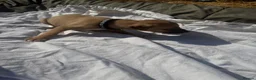 Lurcher dogs for sale: LURCHER PUPPIES  - Advert 10