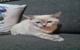 Ragdoll cats for sale: Ragdoll X Bengal - Image 9