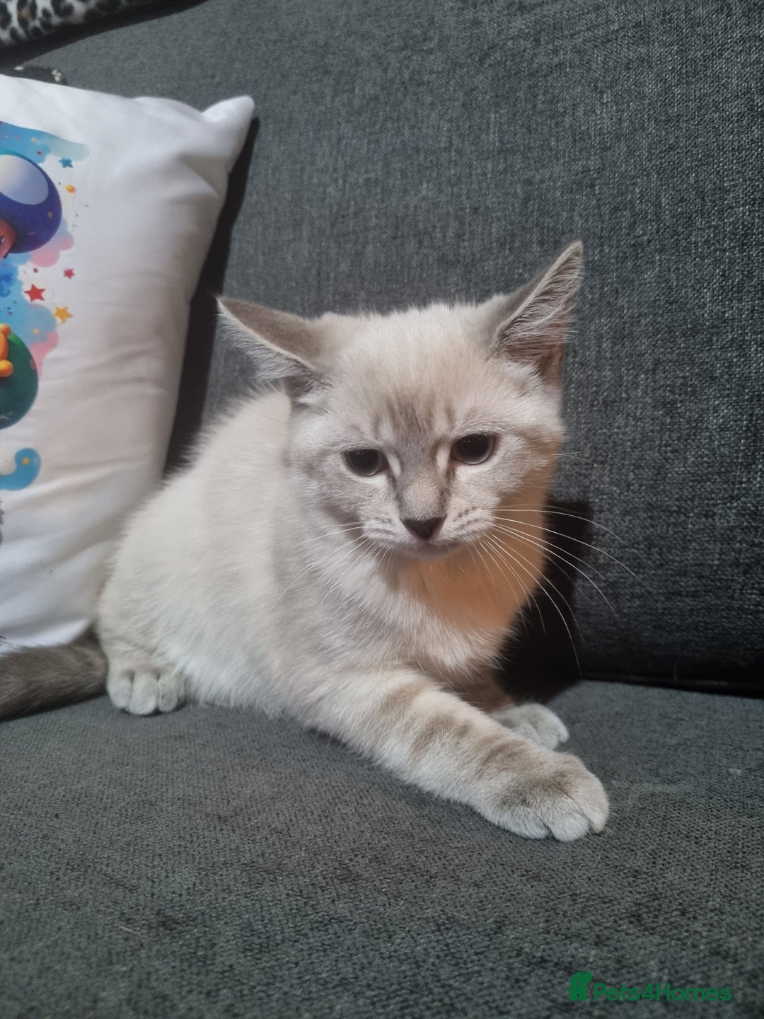 Ragdoll cats for sale: Ragdoll X Bengal - Image 9