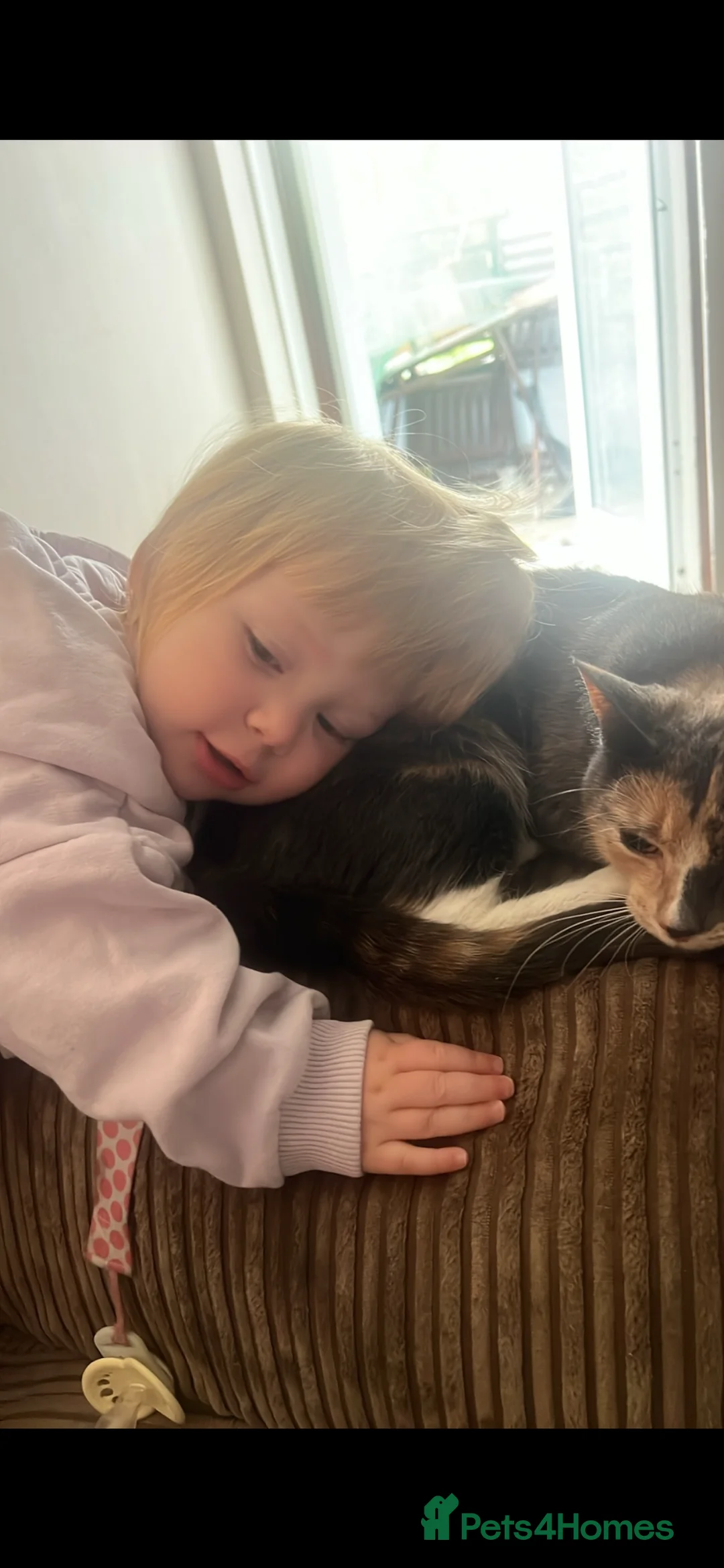 Mixed Breed cats for sale: 2 cats for sale  - Advert 2