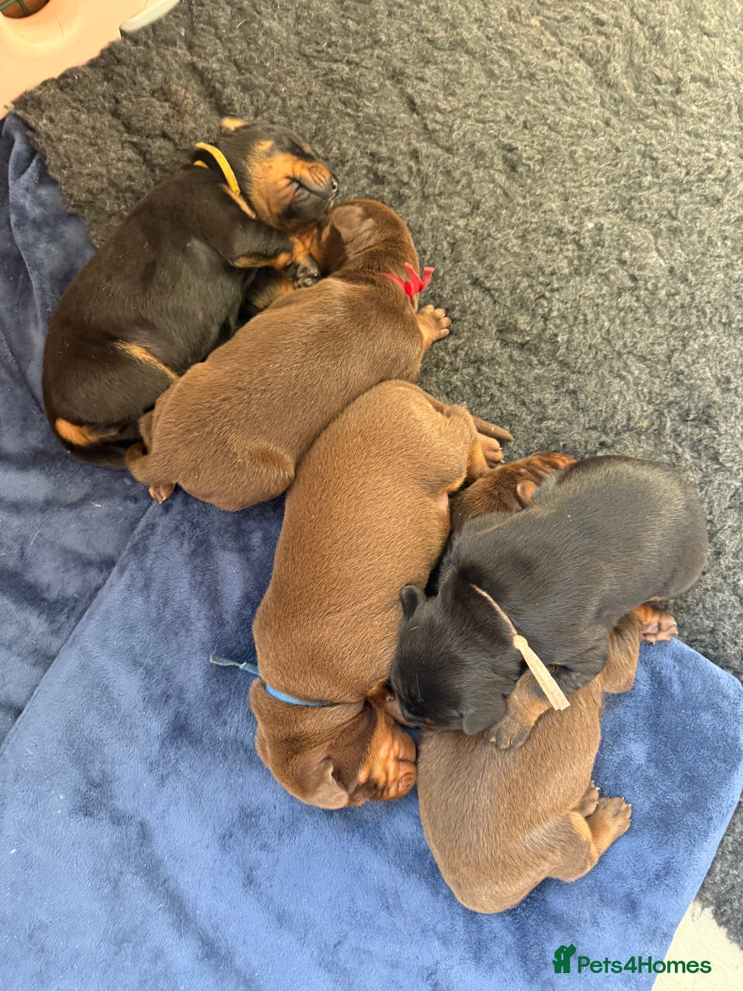 Dobermann dogs for sale: OUSTANDING DOBERMAN PUPS - READY MID FEB - Advert 13