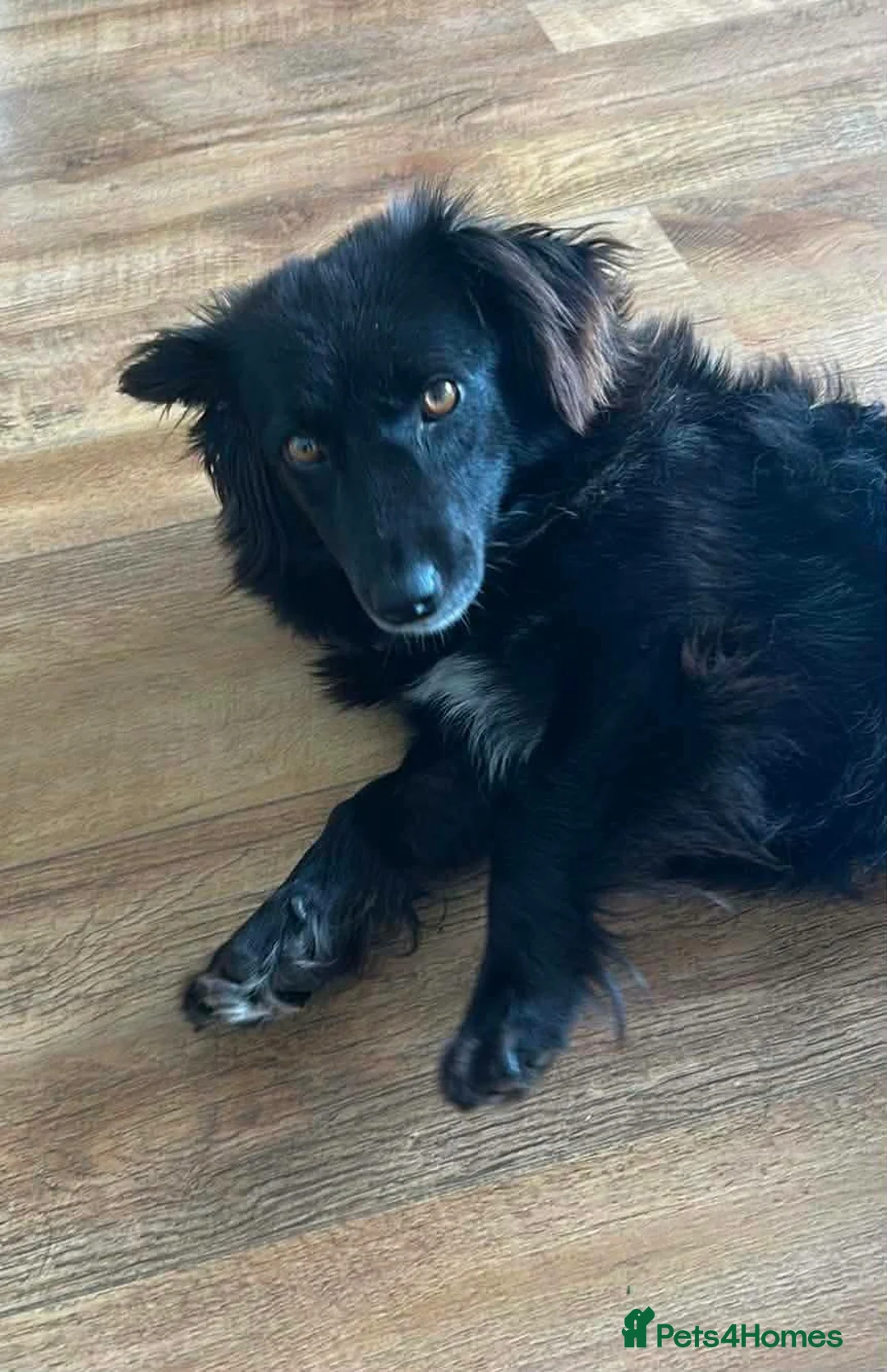 Mixed Breed dogs for adoption: Meet Toast! 🍞 in Edinburgh - Advert 5