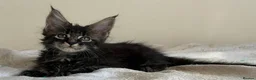 Maine Coon cats for sale: Ready for home pure bred maine coon kittens - Advert 22