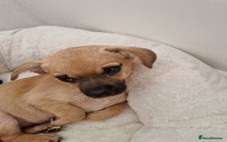 Chihuahua dogs for sale: Small pupies - Image 1