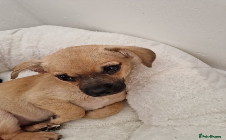 Chihuahua dogs - Advert 1