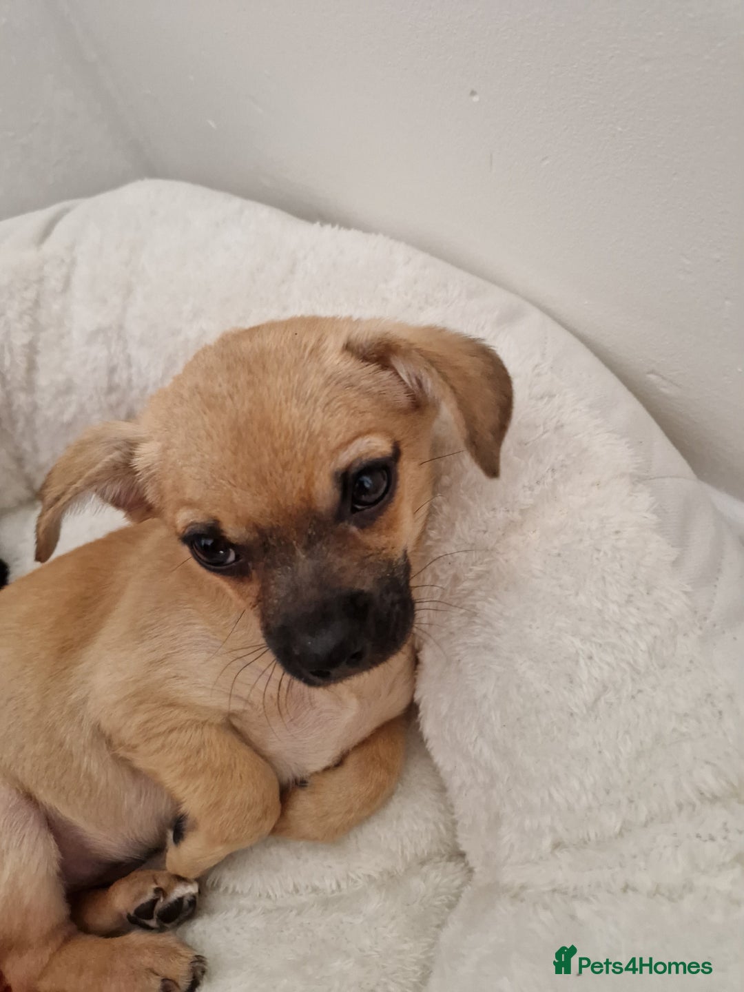 Chihuahua dogs for sale: Small pupies - Image 1