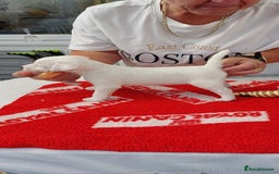 Parson Russell dogs for sale: Parson Russell Terrier Puppies for sale - Image 7