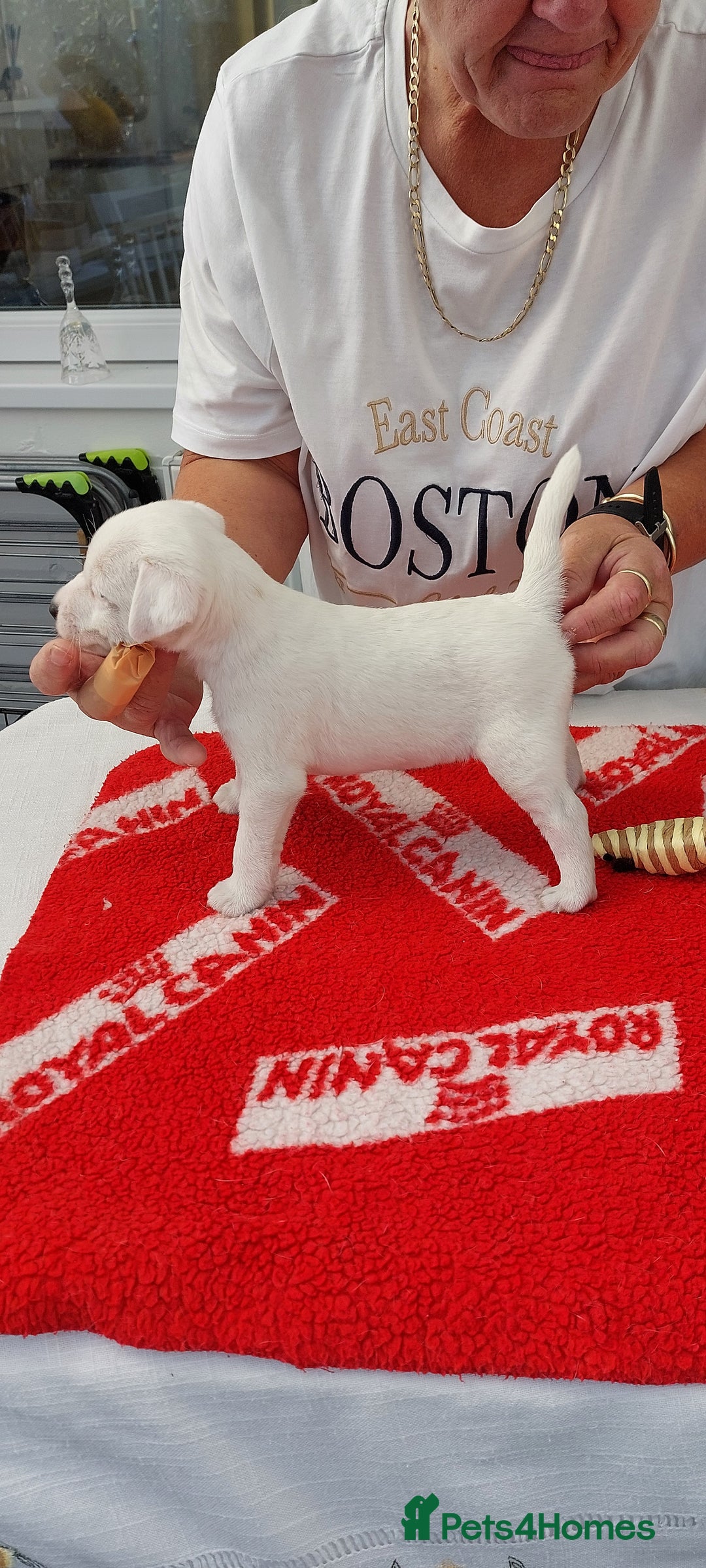 Parson Russell dogs for sale: Parson Russell Terrier Puppies for sale - Image 7