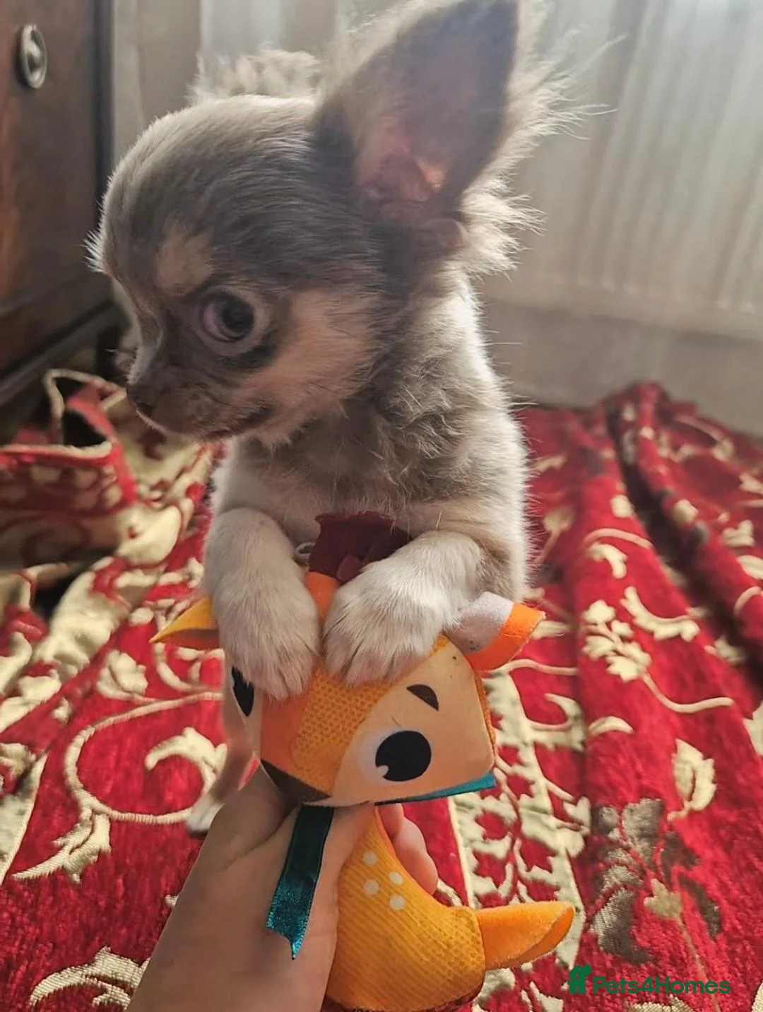 Chihuahua dogs for sale: Long- coat female - Advert 2