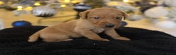 Labrador Retriever dogs for sale: Beautiful fox red puppies  - Advert 14