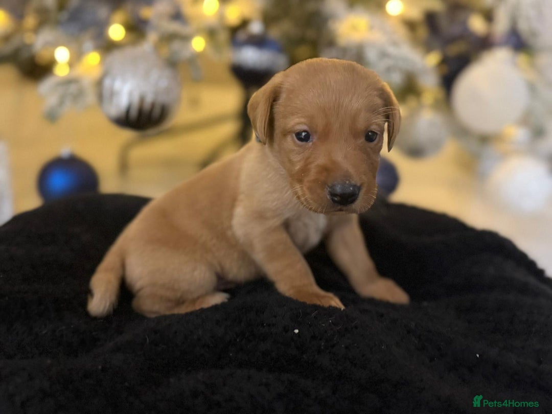 Labrador Retriever dogs for sale: Beautiful fox red puppies  - Advert 14